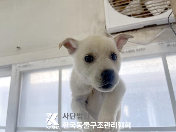 한국동물구조관리협회_441409202501537